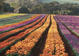 Lais Puzzle - Tulpen von Wynyard Tasmanien, Australien - 500 & 1.000 Teile