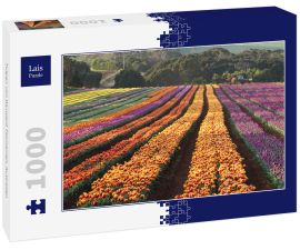 Lais Puzzle - Tulpen von Wynyard Tasmanien, Australien - 1.000 Teile
