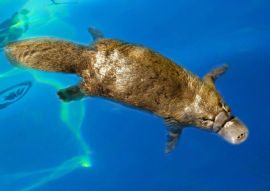 Lais Puzzle - Burnie, Tasmanien, Australien: Schnabeltier (Ornithorhynchus anatinus) beim Schwimmen im Blue River - 500 & 1.000 Teile