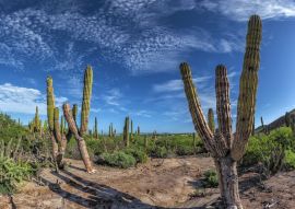 Lais Puzzle - Baja California Sur Riesenkaktus in der Wüste, Mexiko - 500 & 1.000 Teile
