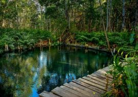 Lais Puzzle - Mangrovenwald am Ria Celestun See, Mexiko - 500 & 1.000 Teile