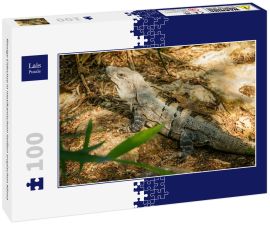 Lais Puzzle - Riesige Eidechse in mexikanischem heißen tropischen Klima - 100 Teile