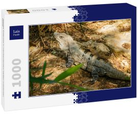 Lais Puzzle - Riesige Eidechse in mexikanischem heißen tropischen Klima - 1.000 Teile