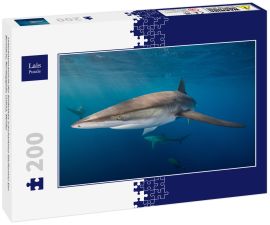 Lais Puzzle - Unterwasseransicht des Seidenhais (carcharhinus falciformis) San Benedicto, Revillagigedo, Colima, Mexiko - 200 Teile