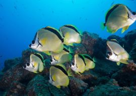 Lais Puzzle - Unterwasser-Seitenansicht des Schwarznasen-Barbierfisches (Johnrandallia nigrirostris) San Benedicto, Revillagigedo, Colima, Mexiko - 500 & 1.000 Teile