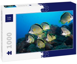 Lais Puzzle - Unterwasser-Seitenansicht des Schwarznasen-Barbierfisches (Johnrandallia nigrirostris) San Benedicto, Revillagigedo, Colima, Mexiko - 1.000 Teile
