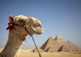 Lais Puzzle - Porträt eines Kamels vor den Pyramiden von Gizeh, Ägypten - 500 & 1.000 Teile