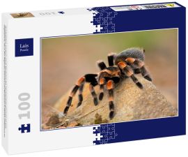 Lais Puzzle - Brachypelma auratum (auch Mexikanisches Flammenknie genannt) ist eine Vogelspinne, die in den Regionen Guerrero und Michoacán in Mexiko endemisch ist - 100 Teile