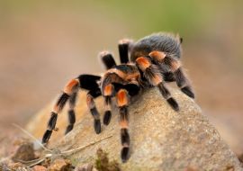 Lais Puzzle - Brachypelma auratum (auch Mexikanisches Flammenknie genannt) ist eine Vogelspinne, die in den Regionen Guerrero und Michoacán in Mexiko endemisch ist - 500 & 1.000 Teile