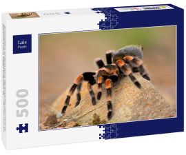 Lais Puzzle - Brachypelma auratum (auch Mexikanisches Flammenknie genannt) ist eine Vogelspinne, die in den Regionen Guerrero und Michoacán in Mexiko endemisch ist - 500 Teile