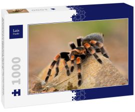 Lais Puzzle - Brachypelma auratum (auch Mexikanisches Flammenknie genannt) ist eine Vogelspinne, die in den Regionen Guerrero und Michoacán in Mexiko endemisch ist - 1.000 Teile