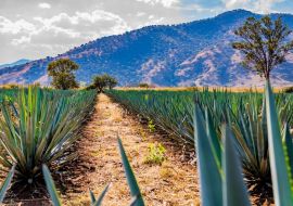 Lais Puzzle - Pfad zwischen zwei geraden Linien von blauen Agaven in einer Tequila-Plantage mit einem Hügel und Bäumen im Hintergrund an einem wunderschönen und sonnigen Tag in Tequila Jalisco Mexiko - 500 & 1.000 Teile