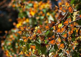 Lais Puzzle - Biosphärenreservat Monarchfalter, Michoacan (Mexiko) - 500 & 1.000 Teile