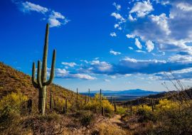 Lais Puzzle - Saguaro-Ansicht, Mexiko  - 500 & 1.000 Teile