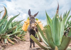 Lais Puzzle - Schöner Esel bei den Maguey-Feldern in Tlaxcala, Mexiko - 500 & 1.000 Teile