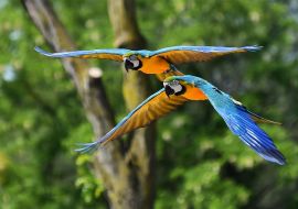 Lais Puzzle - Guacamayo, Brasilien - 500 & 1.000 Teile