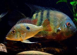 Lais Puzzle - Geophagus sp Gurupi - 500 & 1.000 Teile