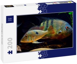 Lais Puzzle - Geophagus sp Gurupi - 200 Teile