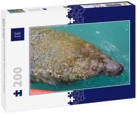 Lais Puzzle - Seekuh am Praia da Laje (Strand der Platte) in Porto de Pedras, Alagoas, Brasilien - 200 Teile