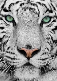 Lais Puzzle - Weißer Tiger - 500 & 1.000 Teile