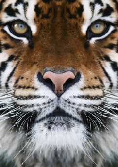 Lais Puzzle - Tiger - 500 & 1.000 Teile