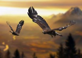 Lais Puzzle - Adler / Steinadler im Flug - 500 & 1.000 Teile