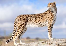 Lais Puzzle - Gepard - 500 & 1.000 Teile
