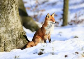 Lais Puzzle - Fuchs - 500 & 1.000 Teile