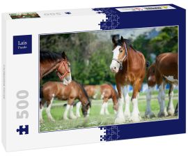 Lais Puzzle - Clydesdale Horse - 500 Teile