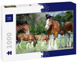 Lais Puzzle - Clydesdale Horse - 1.000 Teile