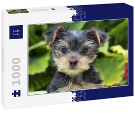 Lais Puzzle - Yorkshire Terrier - 1.000 Teile
