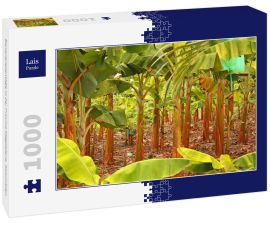 Lais Puzzle - Bananenplantage in der Provinz Magdalena, Kolumbien - 1.000 Teile