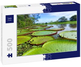 Lais Puzzle - Victoria Regia im Amazonas-Regenwald, Kolumbien - 500 Teile