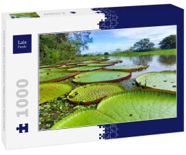 Lais Puzzle - Victoria Regia im Amazonas-Regenwald, Kolumbien - 1.000 Teile