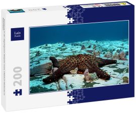 Lais Puzzle - Seesterne in der abgelegenen Malpelo-Insel, UNESCO-Welterbe in Kolumbien - 200 Teile