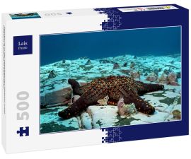 Lais Puzzle - Seesterne in der abgelegenen Malpelo-Insel, UNESCO-Welterbe in Kolumbien - 500 Teile