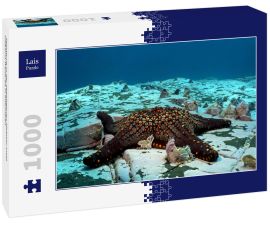 Lais Puzzle - Seesterne in der abgelegenen Malpelo-Insel, UNESCO-Welterbe in Kolumbien - 1.000 Teile