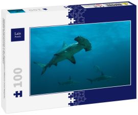 Lais Puzzle - Gebogene Hammerhaie in der abgelegenen Offshore-Insel Malpelo, UNESCO-Weltkulturerbe in Kolumbien - 100 Teile