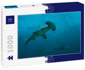 Lais Puzzle - Gebogene Hammerhaie in der abgelegenen Offshore-Insel Malpelo, UNESCO-Weltkulturerbe in Kolumbien - 1.000 Teile