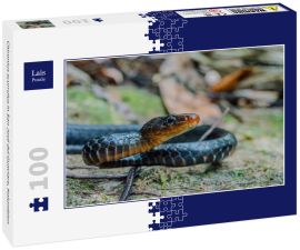 Lais Puzzle - Chironius scurrulus in San José del Guaviare, Kolumbien - 100 Teile