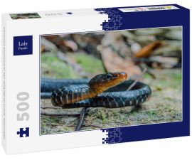 Lais Puzzle - Chironius scurrulus in San José del Guaviare, Kolumbien - 500 Teile