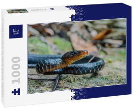 Lais Puzzle - Chironius scurrulus in San José del Guaviare, Kolumbien - 1.000 Teile