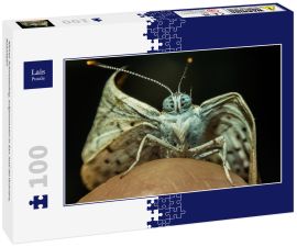 Lais Puzzle - Kleiner Schmetterling, aufgenommen in San José del Guaviare, Kolumbien - 100 Teile