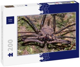 Lais Puzzle - Peitschenspinne im Regenwald von San José del Guaviare, Kolumbien - 200 Teile