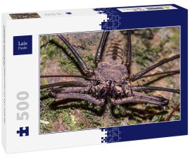 Lais Puzzle - Peitschenspinne im Regenwald von San José del Guaviare, Kolumbien - 500 Teile