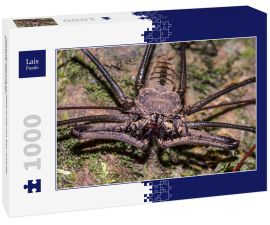 Lais Puzzle - Peitschenspinne im Regenwald von San José del Guaviare, Kolumbien - 1.000 Teile