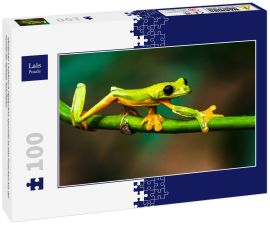 Lais Puzzle - Gleitender Laubfrosch (Agalychnis spurrelli) ist eine Froschart aus der Familie der Hylidae, Kolumbien - 100 Teile