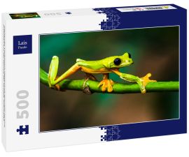 Lais Puzzle - Gleitender Laubfrosch (Agalychnis spurrelli) ist eine Froschart aus der Familie der Hylidae, Kolumbien - 500 Teile
