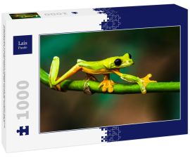Lais Puzzle - Gleitender Laubfrosch (Agalychnis spurrelli) ist eine Froschart aus der Familie der Hylidae, Kolumbien - 1.000 Teile