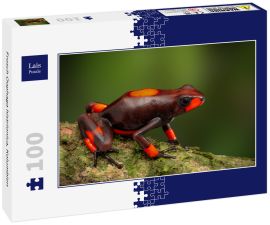 Lais Puzzle - Frosch Oophaga histrionica, Kolumbien - 100 Teile